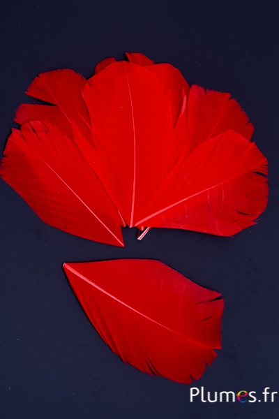 Pétales en plumes - 13-16 x 6 cm - rouge